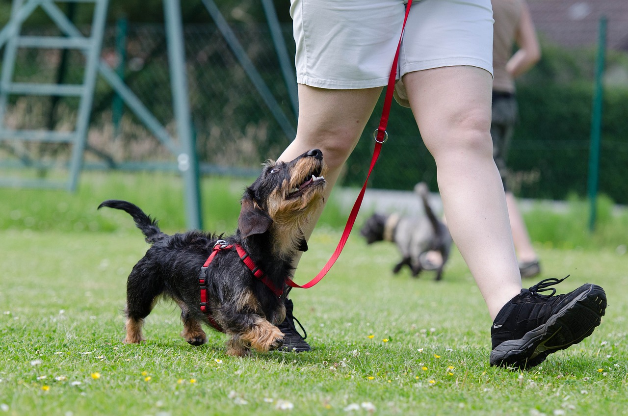 How to Train Your Pet to Walk on a Leash